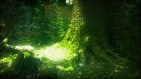 tree-roots-and-sunshine-in-a-green-forest